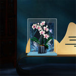 Display Case for Orchid 10311